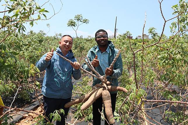 Chen Qing (L), a professor at the Chinese Academy of Tropical Agricultural Sciences, harvests cassava with a Nigeria student at an experimental field under Nanfan breeding base in Sanya, south China's Hainan Province, May 15, 2024. (Xinhua/Li Duojiang)