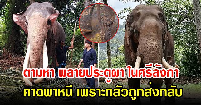 ชาวเน็ตโพสต์ตามหา พลายประตูผา ช้างไทยอีกเชือกในศรีลังกา คาดพาหนี เพราะกลัวถูกส่งกลับ