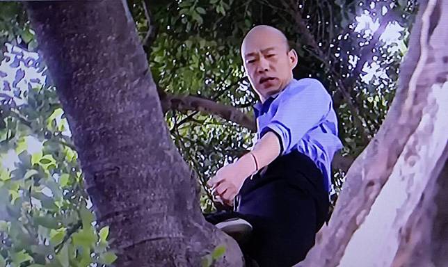高雄市長韓國瑜24日視察登革熱防疫再出奇招，親自爬樹勘察樹洞有無積水、有無使用發泡綿填補。   圖：孫家銘/攝