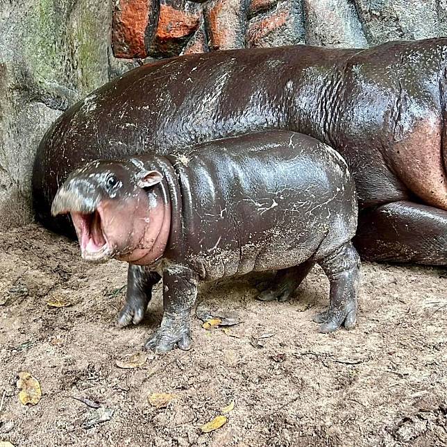 泰國近來一隻河馬寶寶「彈跳豬」爆紅。（圖／翻攝自FB@kkopenzoo）