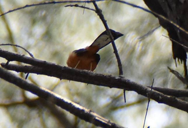 安平區漁光島林下空間木麻黃樹上，近來也有白鵲腰鴝出現。（記者陳銀全攝）