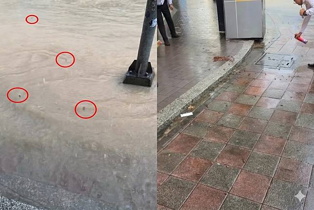 網友行經內湖成功路四段一帶，發現蟑螂因為淹水的緣故紛紛衝到人行道上。（合成照片／Threads @mrtntng666）