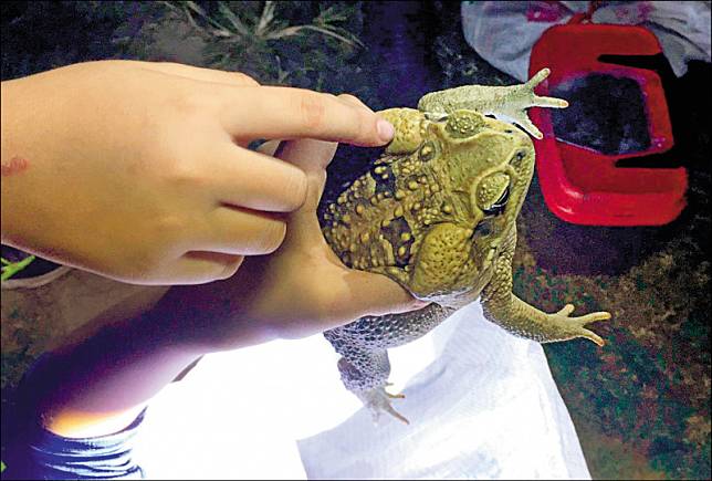海蟾蜍成蛙非常巨大，最長可達三十公分(廖長荷老師提供)。