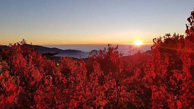 小笠原山景觀平台的楓紅景觀。（圖／取自林務局粉絲專頁）