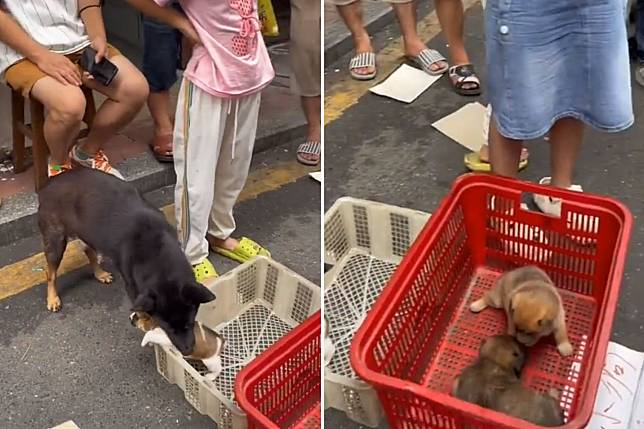 中國廣東2名小女孩在街上販賣幼犬，狗媽媽趁著眾人不注意偷將小狗叼走。（翻攝自搜狐千里眼微博）