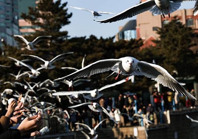 Seagulls fly at the Zhanqiao Bridge scenic spot in Qingdao, east China's Shandong Province, Jan. 20, 2025. (Photo by Lan Hongguang/Xinhua)