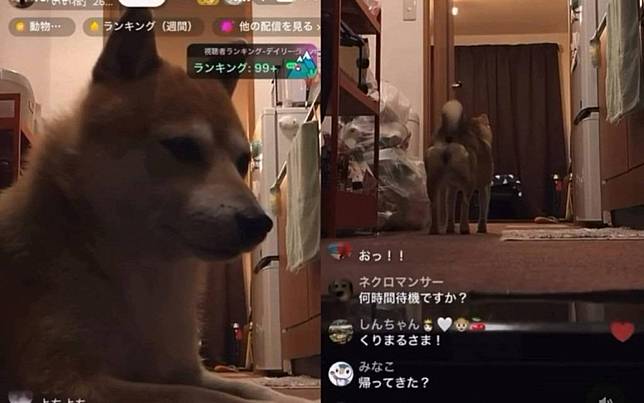 忘關鏡頭！主播下線留「高冷柴柴」盯螢幕　狂收抖內直接超越主人紀錄
