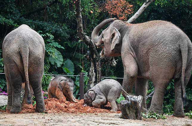 ‘2 ลูกช้างเอเชีย’ ลืมตาดูโลก อวดโฉมในสวนสัตว์ฉางหลง
