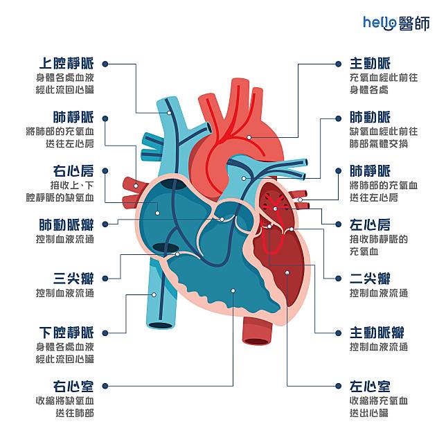 想瞭解心臟如何運作及如何保健，請參考：維持心臟健康：心臟保健與功能介紹