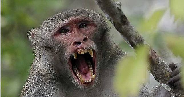 陸爆首宗感染猴B病毒致死　北京獸醫「解剖2隻猴子」染病亡