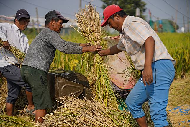 Farmers harvest rice in a paddy field in Lalitpur, Nepal, Oct. 16, 2024. (Photo by Hari Maharjan/Xinhua)