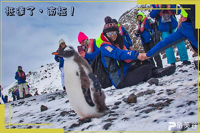 要謹記不能自行靠近企鵝，且絕對不能觸摸它們