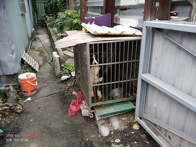 新北市動保處今年1月訪查蘆洲區籠鍊犬。   圖：新北市動保處提供