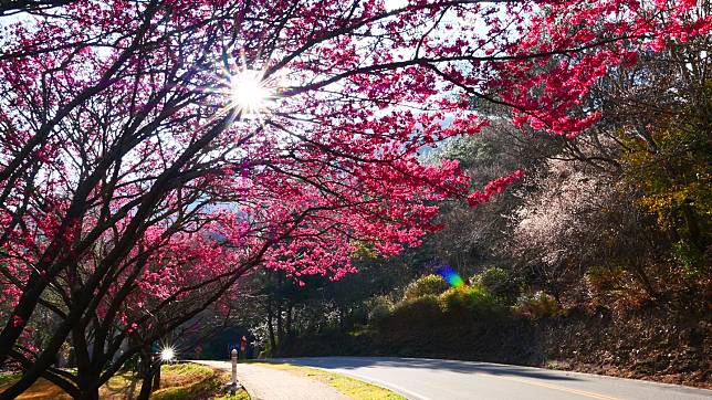 武陵農場櫻花正盛開。   圖:台中市政府觀旅局/提供