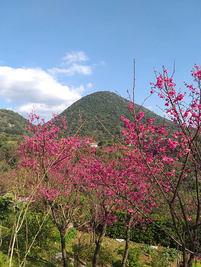 往北投走十八份水圳步道賞櫻到頂湖,沿途看著紗帽山.七星山。（圖片來源/Mang-Tang Huang） 