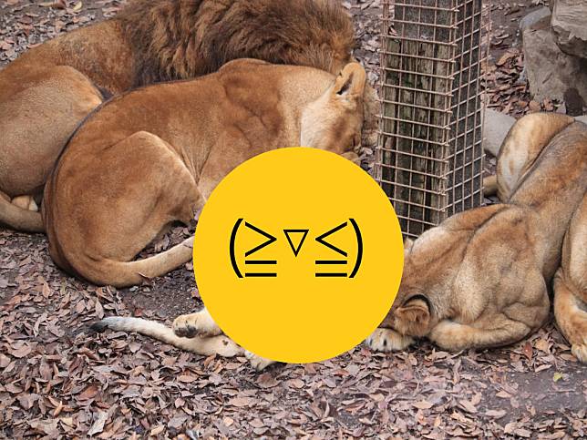 日本群馬動物園小獅子翻肚瞇眼超萌　網笑：貓咪無誤！