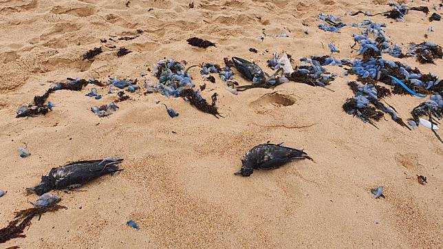 澳洲海岸出現大量鳥屍，死亡後遭沖上海岸。（圖／取自Adrift Lab臉書）