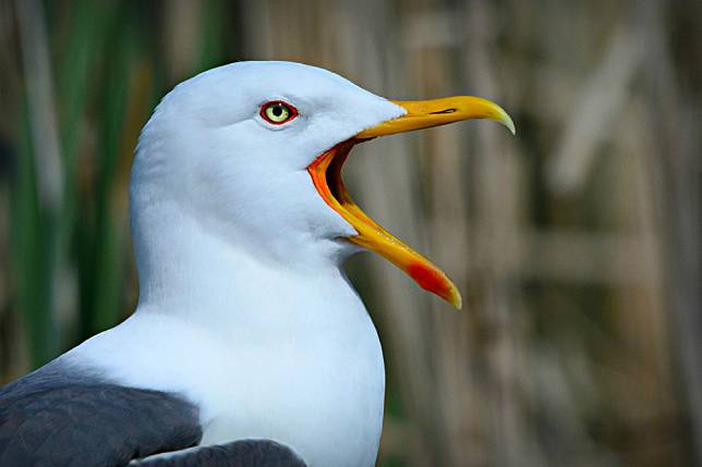 在沿海地區無所不在的海鷗，因為喜歡搶走遊客手中的食物，而有了「食物小偷」的惡名。 Photo: MabelAmber