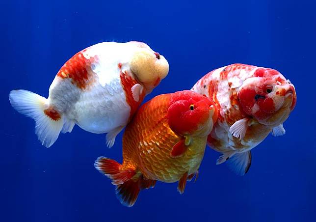 This photo taken on March 14, 2024 shows goldfish exhibited in an aquarium in Fuzhou, southeast China's Fujian Province. (Xinhua/Wei Peiquan)