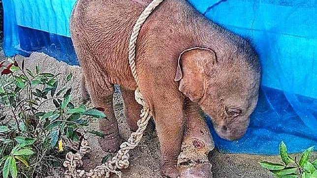 泰國一頭大約2個月大的小象，遭獵人綑綁囚禁，腳部還有傷口深可見骨。(圖／翻攝自推特)