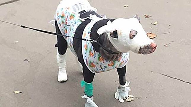 母犬馬蒂妲英勇地闖入失火建築物將人喚醒。（圖／翻攝自dailymail）