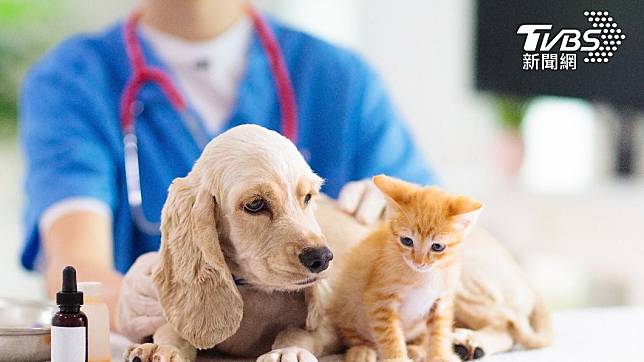 獸醫師薪水引起網友熱議。（示意圖／shutterstock達志影像）