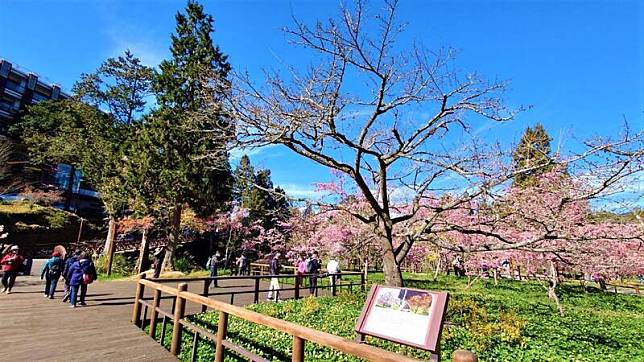 阿里山花季已展開，阿里山櫻王染井吉野櫻（圖）仍含苞待放，預估到3月25日才會盛開。 中央社記者蔡智明攝 112年3月13日  
