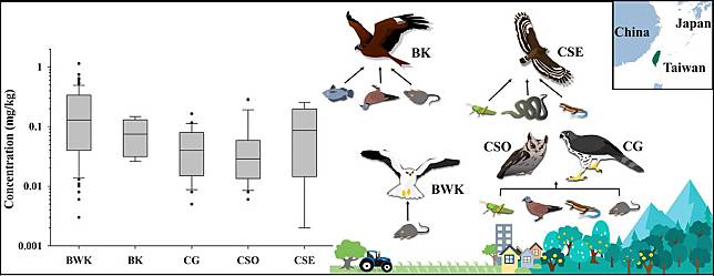 5種常見猛禽（BWK黑翅鳶、BK黑鳶、CG鳳頭蒼鷹、CSO領角鴞、CSE大冠鷲）的主要食性，以及肝臟中殘留老鼠藥的平均濃度（mg/kg = ppm = 1000 ppb）。繪圖：魏心怡。