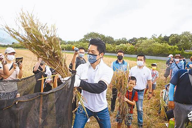 北投割稻趣體驗活動30日舉辦，台北市副市長黃珊珊及國民黨市長參選人蔣萬安（見圖）同台拚人氣，兩人分別體驗割稻、脫穀、碾米、稻草人裝飾等水稻文化。（鄧博仁攝）