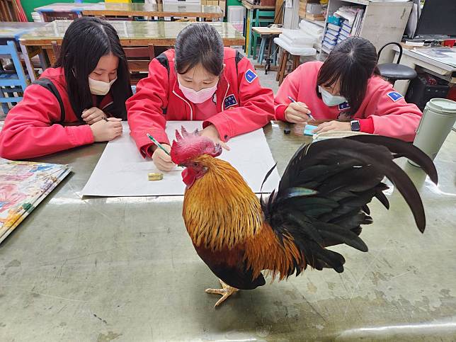 桃園市立八德國中有一位特殊的「副校長」，牠不是人，而是一隻深受師生喜愛的校雞「阿福」。圖：教育局提供