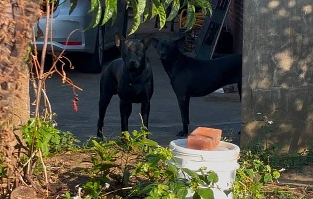 新竹縣某菜園農場男子飼養7隻黑色土狗守護菜園，今年5月間狗狗們外出遊蕩後返家，其中1隻黑狗叼回無名頭骨到菜園，他發現後嚇得報警。中央社記者郭宣彣攝113年12月17日