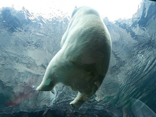 日本動物園北極熊屁屁坐玻璃　超萌角度網瘋：太療癒了！