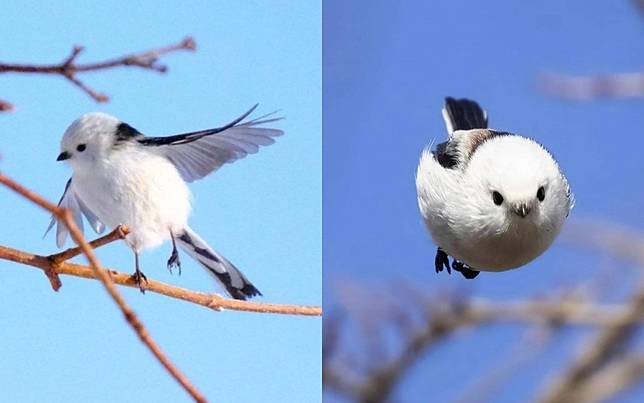 「會飛的小麻糬」是真的！全世界最可愛的小鳥「北尾長山雀」萌樣曝光，全網暴動！