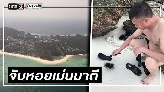 นักท่องเที่ยวจีน จับหอยเม่นมาตี ริมหาดเกาะหลีเป๊ะ