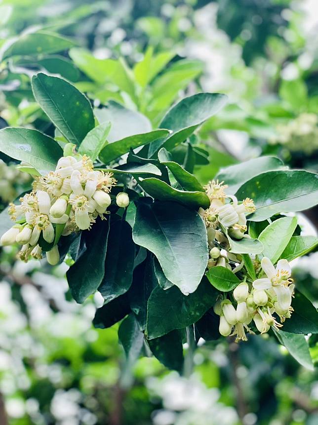 ▲文旦開的花，嬌俏玲瓏又可愛（圖/奧丁丁市集）