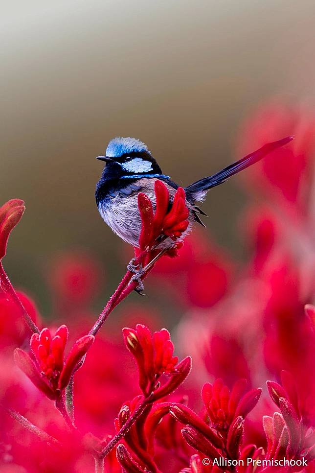 Botanic Wren by Allison Premischook ／ AGNPOTY