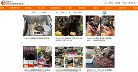 危機再起2／頻喊倒閉！流浪動物救援協會爭議多　曾因違法勸募罰4萬