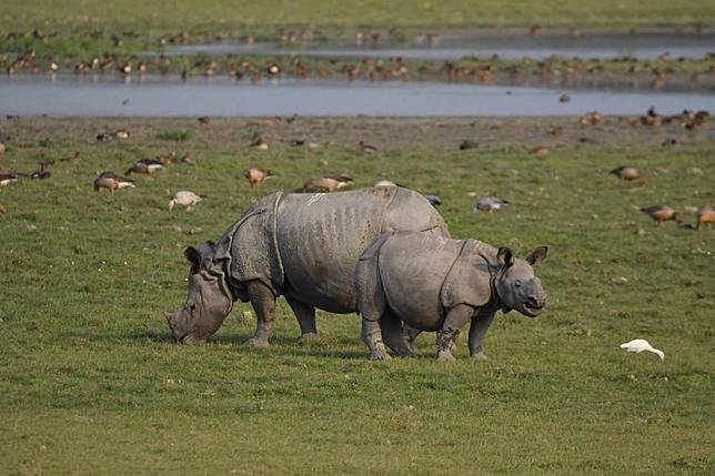 A one-horned rhinoceros and its cub graze at Pobitora Wildlife Sanctuary in Morigaon district of India's northeastern state of Assam, Nov. 24, 2024. (Str/Xinhua)