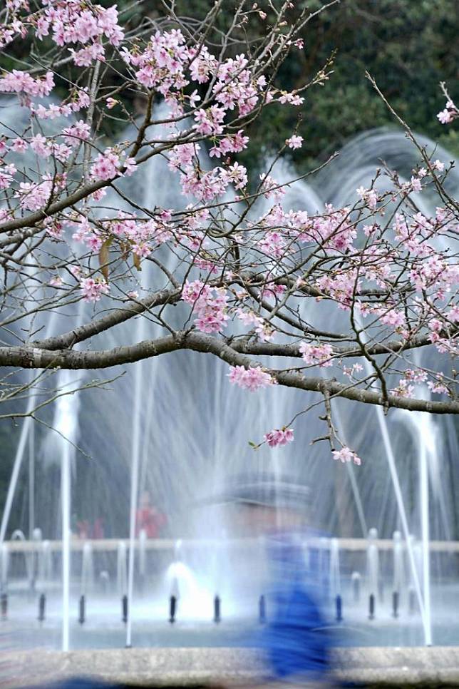 陽明山花季夢幻美景。 （中華旅行社提供）