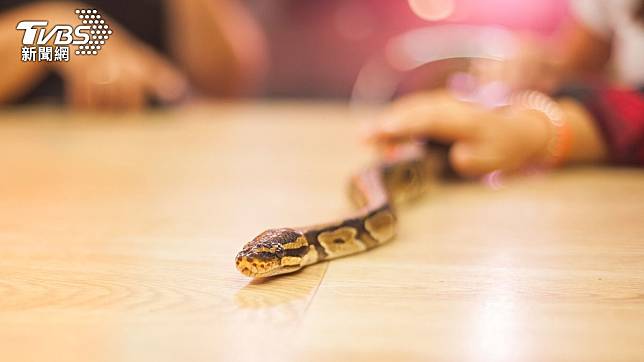 中國大陸4名女子嘗試偷渡球蟒入境遭逮。（示意圖／Shutterstock達志影像）