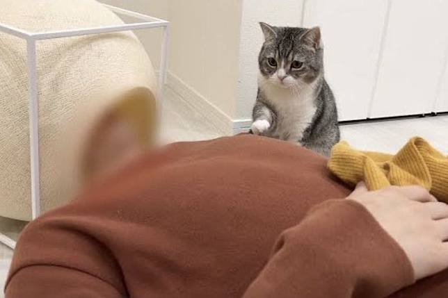 飼主的朋友醉倒睡進喵窩中，貓貓無奈地用小手推推：「床能還我嗎？」（圖／Twitter：catmotimaru）