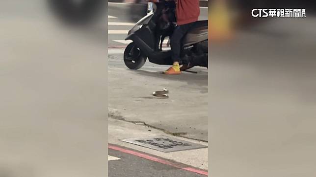 市區驚見眼鏡蛇「蛇來蛇去」　農業局今年已捕獲315隻 | 