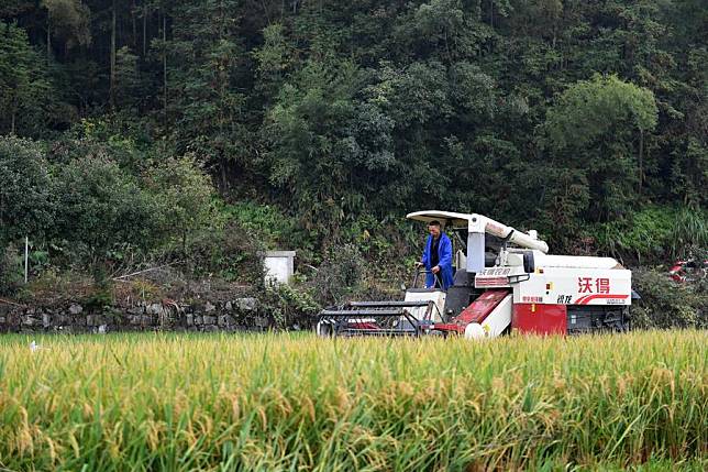 A farmer harvests ratoon rice in a field in Shuangfeng County of Loudi City, central China's Hunan Province, Oct. 28, 2023. (Xinhua/Chen Zhenhai)