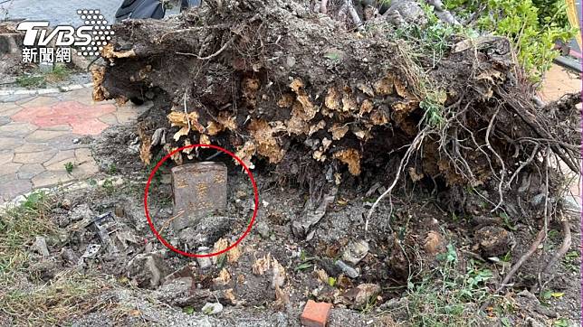 大榕樹下發現一個墓碑。（圖／TVBS）
