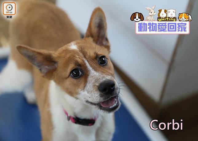 Corbi長着柯基犬般的樣子，更擁有一對豎起的耳朵和閃亮的棕加白色毛髮，非常討人喜歡。（愛協提供）