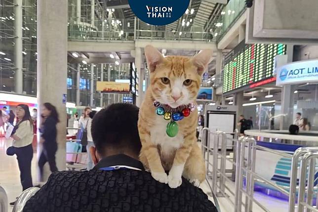 泰國曼谷機場橘貓陪主人工作爆紅熱議