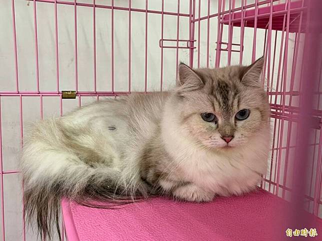 新竹縣家畜疾病防治所今天開放抽籤認養的可愛布偶貓其實來自非法養殖場。(記者黃美珠攝)