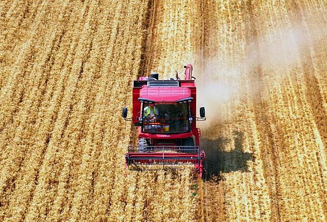 An aerial drone photo taken on June 14, 2024 shows a harvester reaping wheat in a field in Yukou Town of Pinggu District of Beijing, capital of China, June 14, 2024. (Xinhua/Ren Chao)