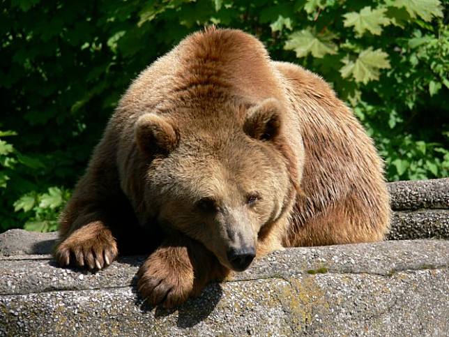 一名男子闖入華沙動物園，與熊發生爭鬥。（圖片來源／華沙動物園）

