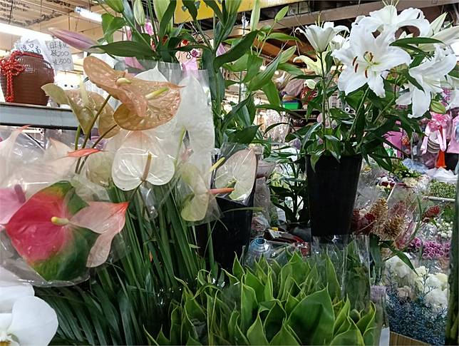 快新聞／養貓注意！「這些植物」絕對不能放家裡　毛小孩若誤食恐中毒身亡